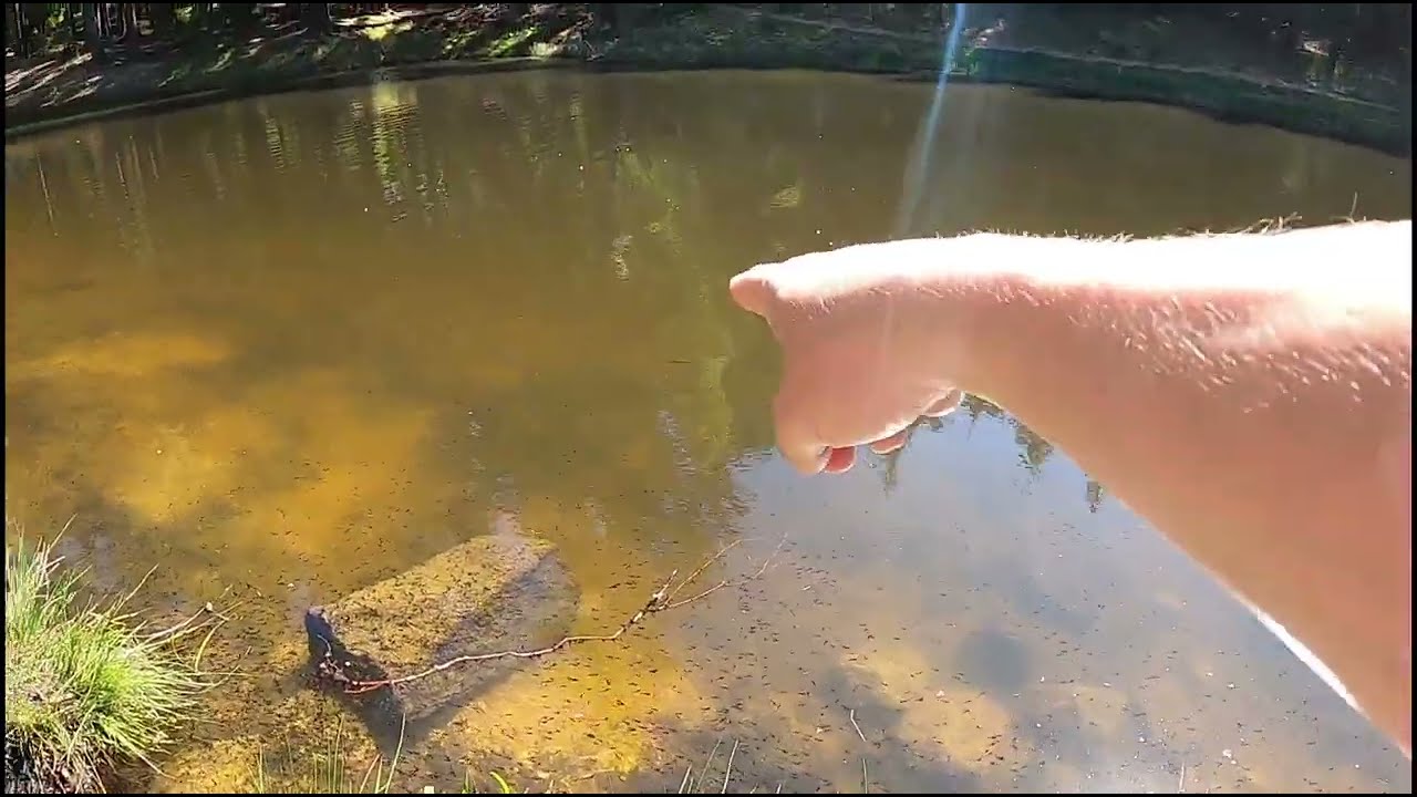 Odchyt užovka obojková (natrix natrix)