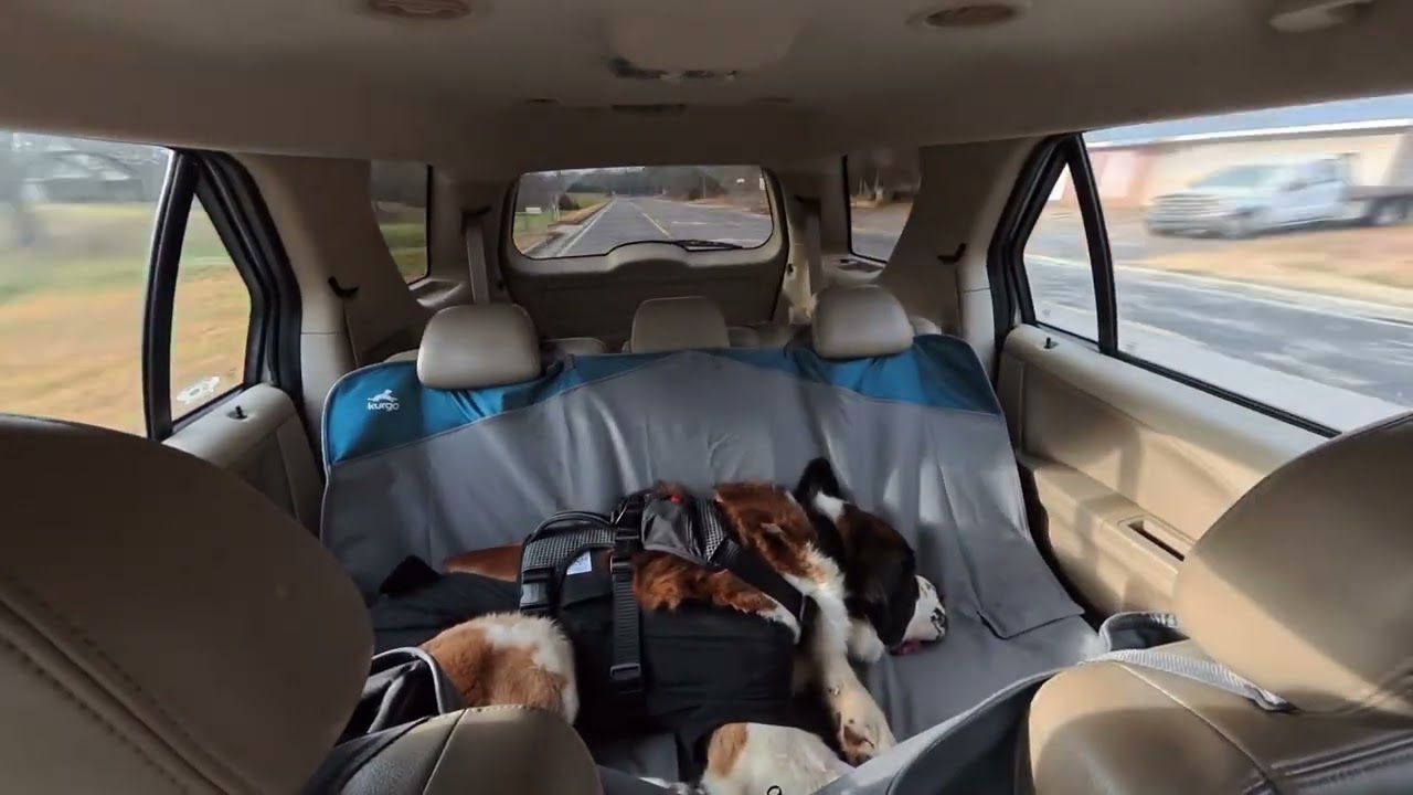 Peaceful Timelapse of My Saint Bernard Sleeping in the Car