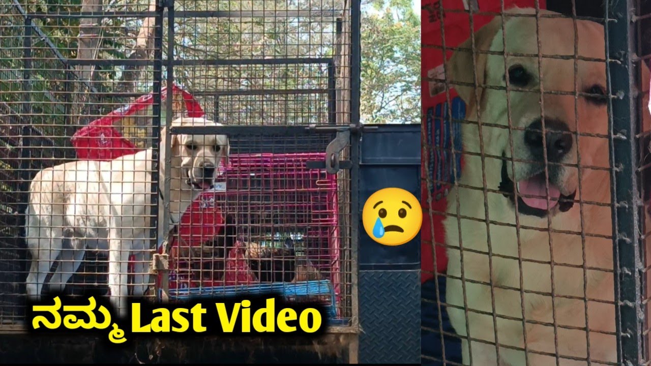  ನಮ್ಮ Last Video | Pet care kannada