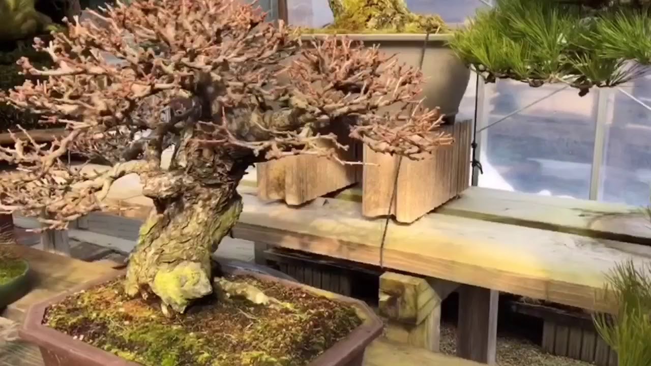 Il museo Taikan del maestro Shinji Suzuki ~ l’eleganza dei bonsai