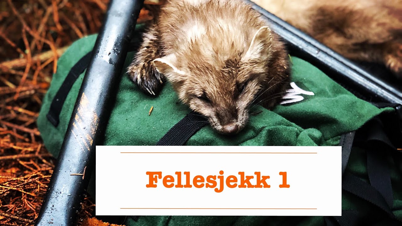 Fellesjekk 1 ( 2018 - 2019 )