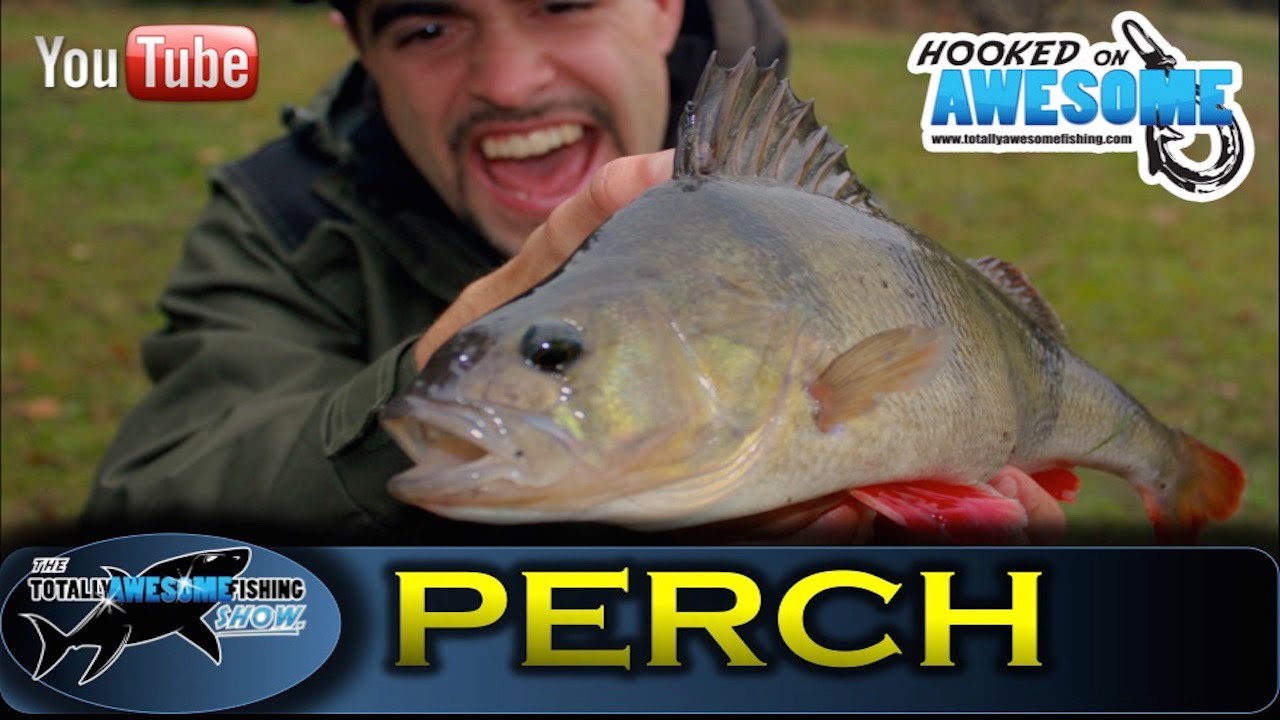 Drop Shot Fishing for PERCH -TAFishing Show