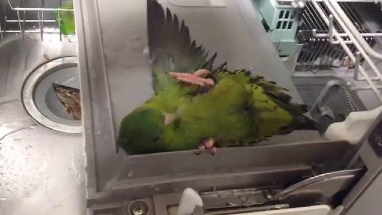 サザナミインコ　翡翠の激しい水浴び  →まさかの落下！？