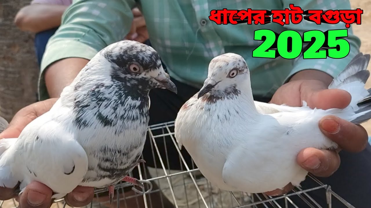 কম দামে সেরা মানের কবুতর কিনুন আজই||কবুতরের দাম দর-২০২৫||ধাপের হাট বগুড়া||Dhaper Hat Bogura||#pegion