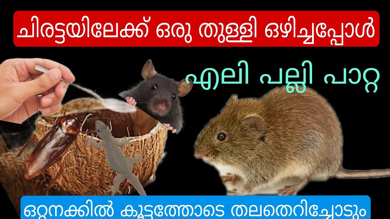 ചിരട്ട കൊണ്ട് ഇങ്ങനെ ചെയ്താൽ ഇവറ്റകൾ ഒരുകാലത്തും വീടിന്റെ പരിസരത്തുപോലും വരില്ല/ rat repellent 