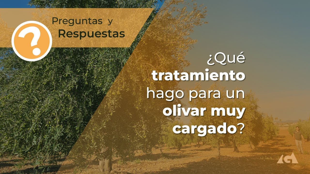 &iquest;Qu&eacute; tratamiento hago para un olivar muy cargado?