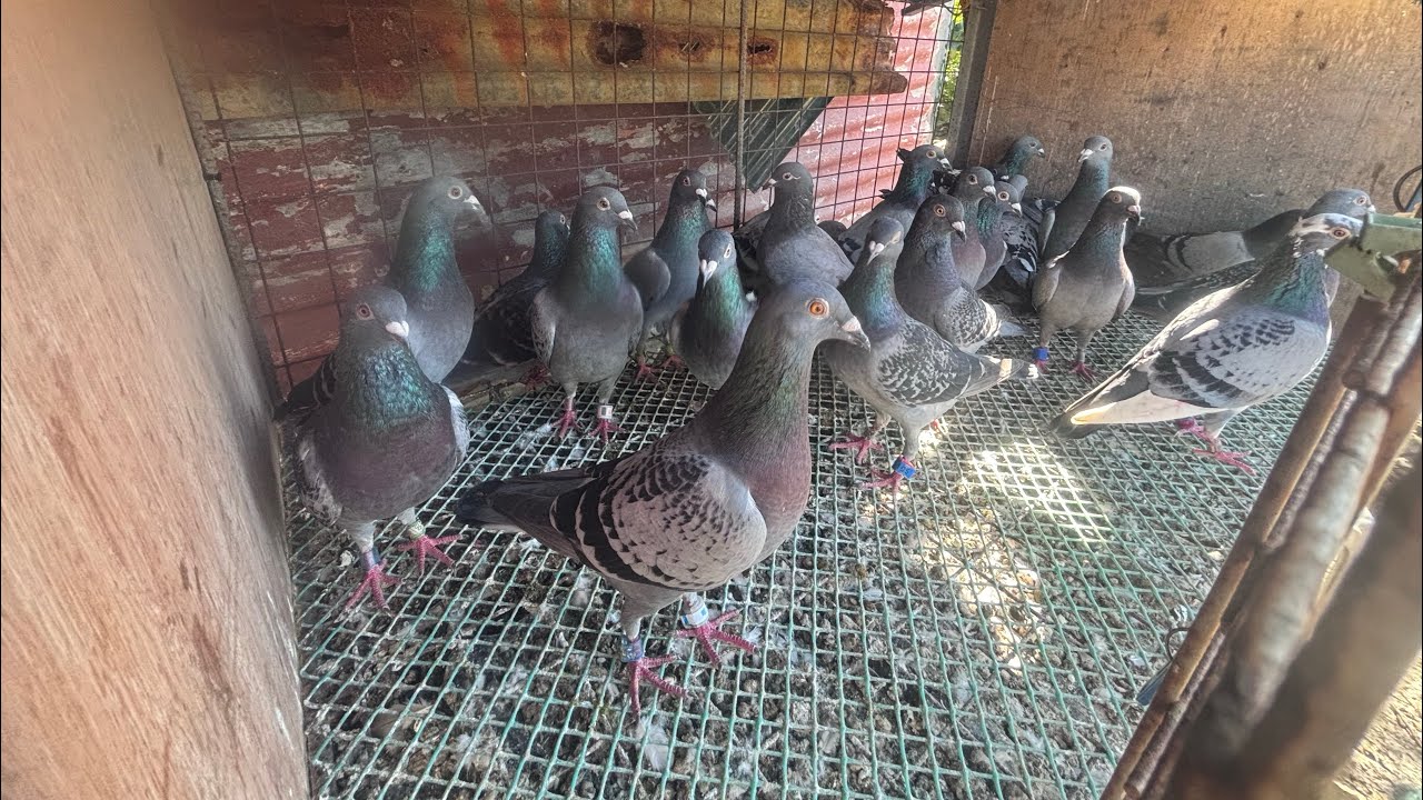 PART 3 | FRESH TAIWAN BIRDS