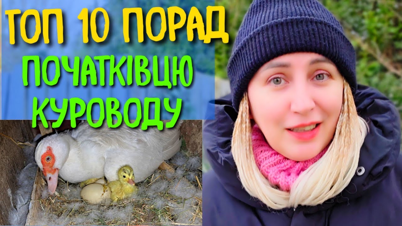 ОСНОВНІ ПОРАДИ ПОЧАТКІВЦЮ КУРОВОДУ. З ЧОГО ПОЧАТИ ГОСПОДАРСТВО? СКЛАДНОЩІ ЖИТТЯ КУРОМАНА