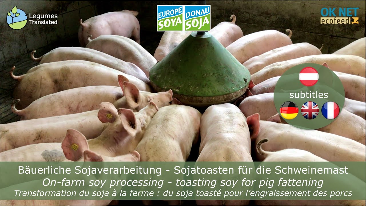 Bäuerliche Sojaverarbeitung - Sojatoasten für die Schweinemast