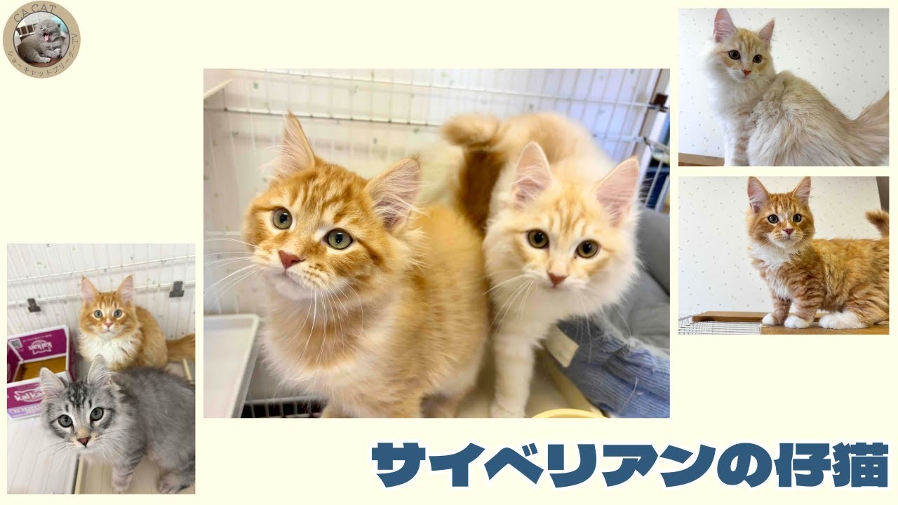 【サイベリアン】かわいい子猫をご紹介🐾【4兄弟】
