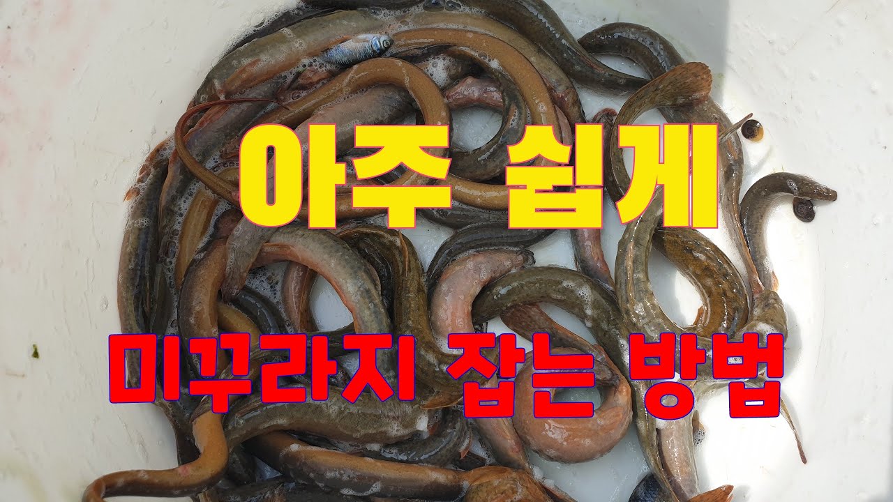아주 쉽게 미꾸라지 잡는 방법