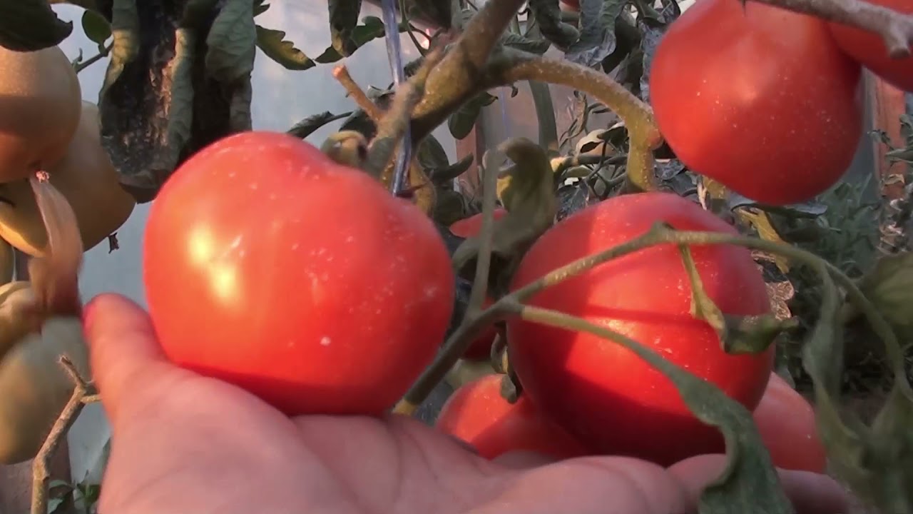 Tomatele buzau 1600 merita cultivate sau nu ? @CatalinCip