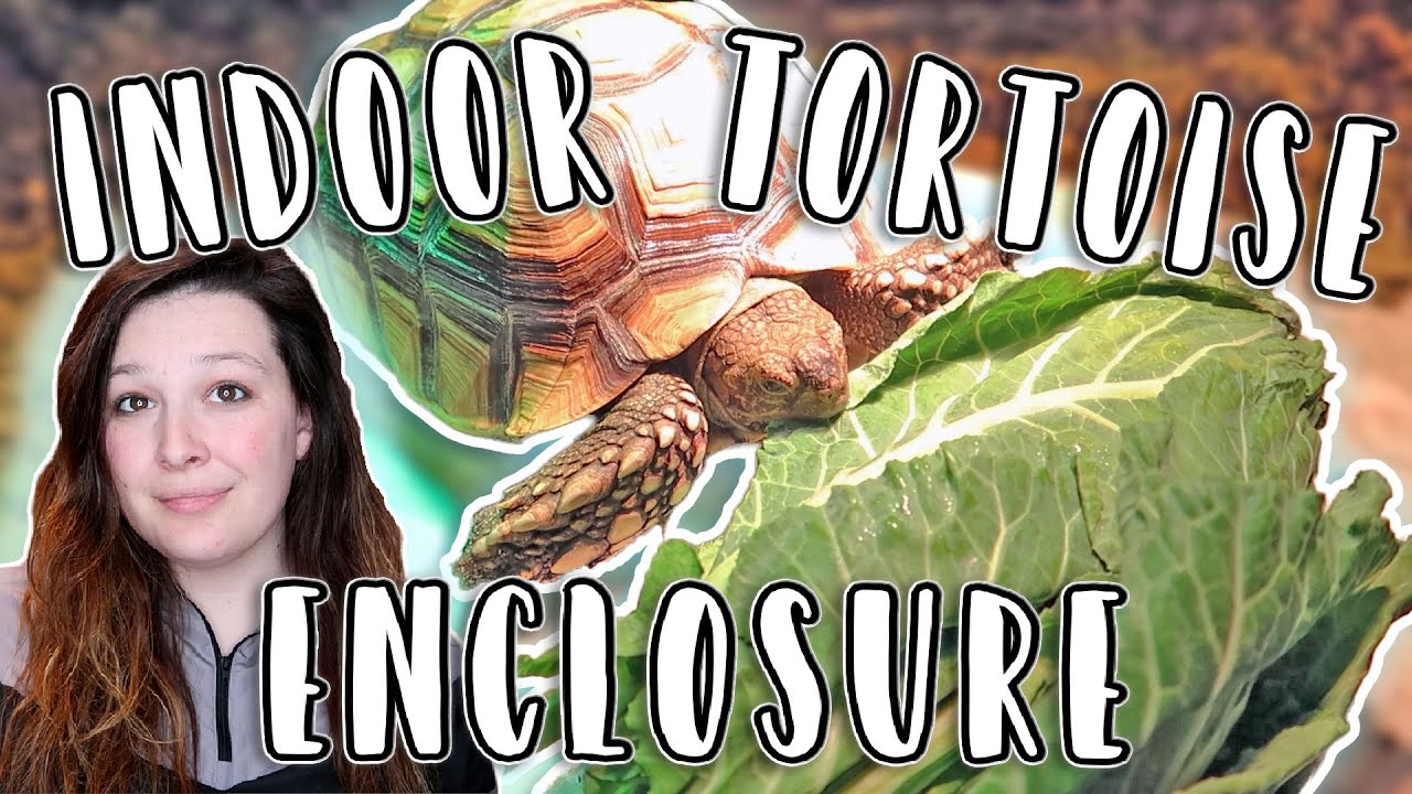 Quick and Easy Indoor Sulcata Enclosure // Tortoise Winter Housing