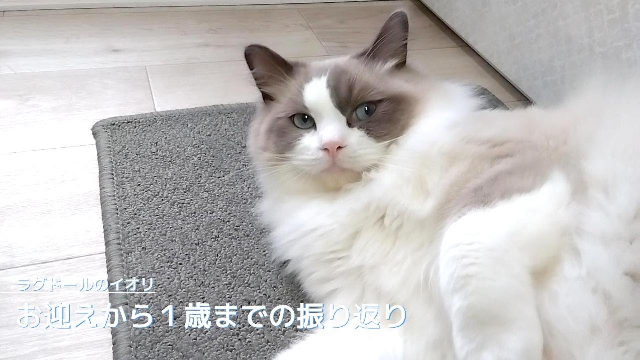 【ラグドール】お迎えから１歳までの振り返り