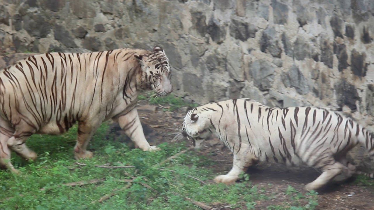 Tigers Fighting. Watch till the end....