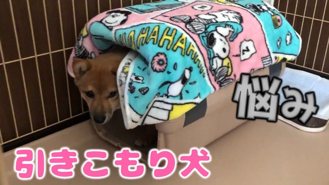 柴犬（豆柴）みかんは夜行性？引きこもり犬の昼と夜