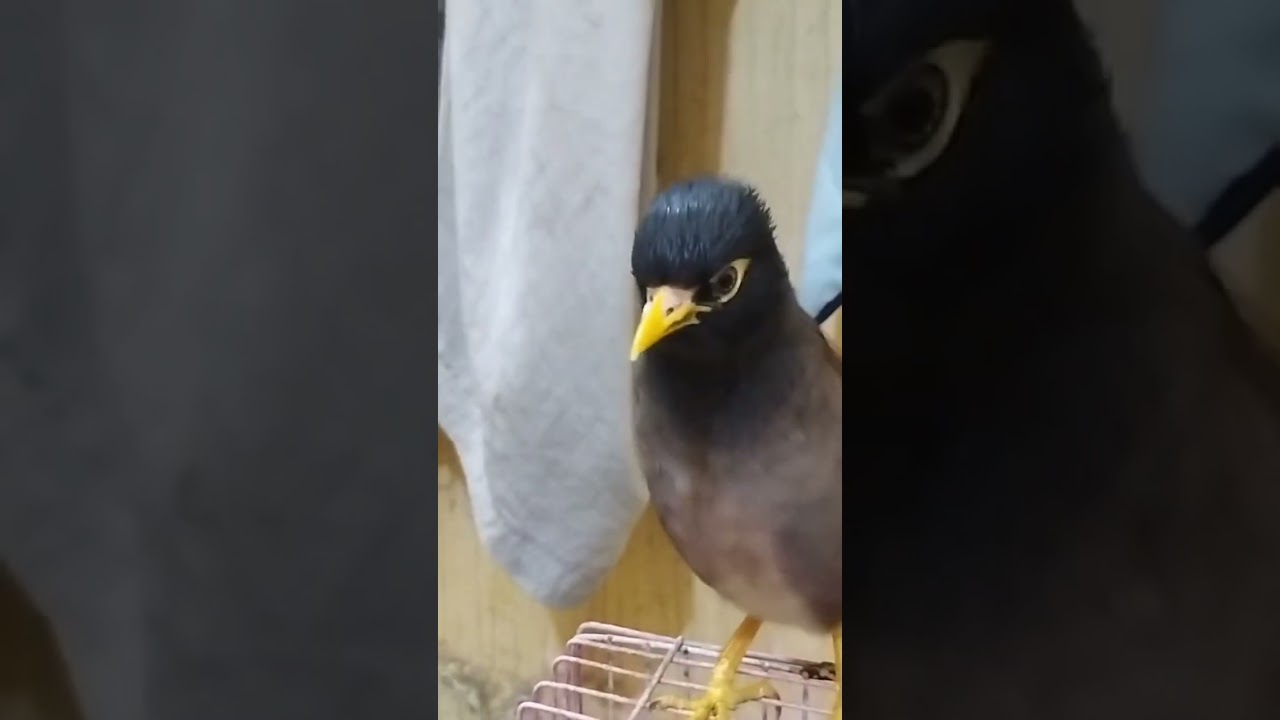 Mayna talking bird 