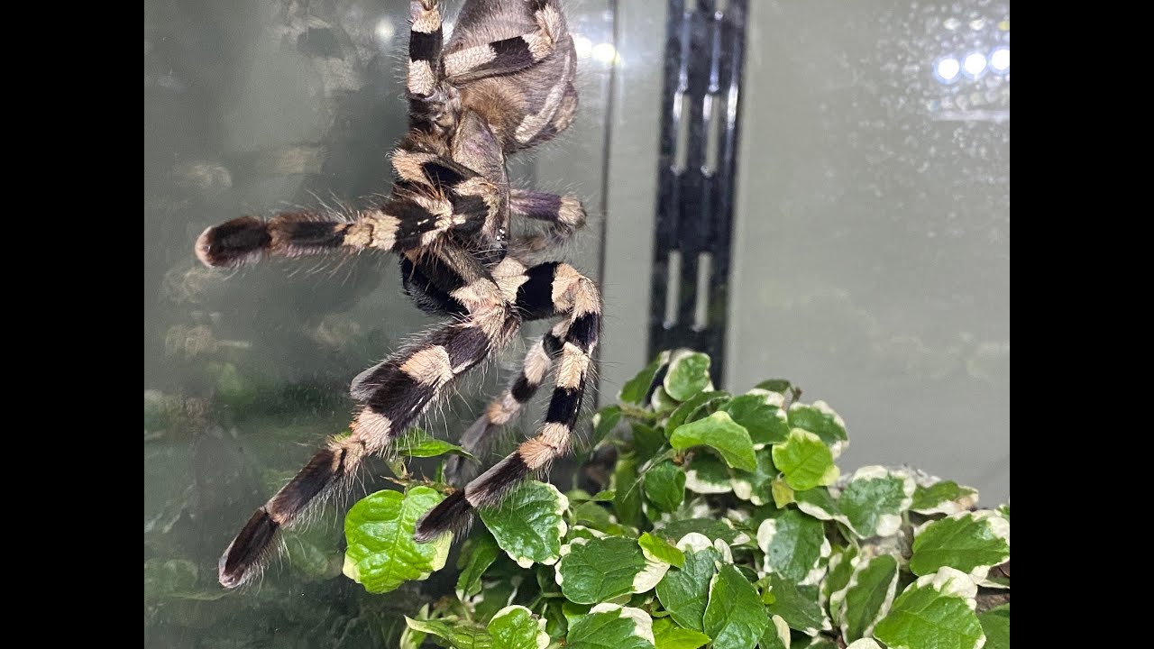 Poecilotheria tigrinawesseli, Tiger Ornamental rehouse & care