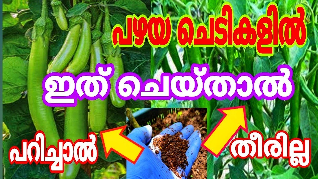രണ്ട് കൊല്ലം വരെ നിൽക്കാതെ കായ് തരും | Garden Tips | Malanad Wibes