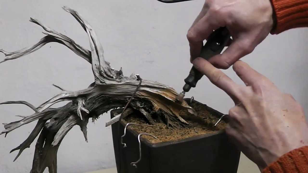 Aconejero.Bonsai Esencial cap.6