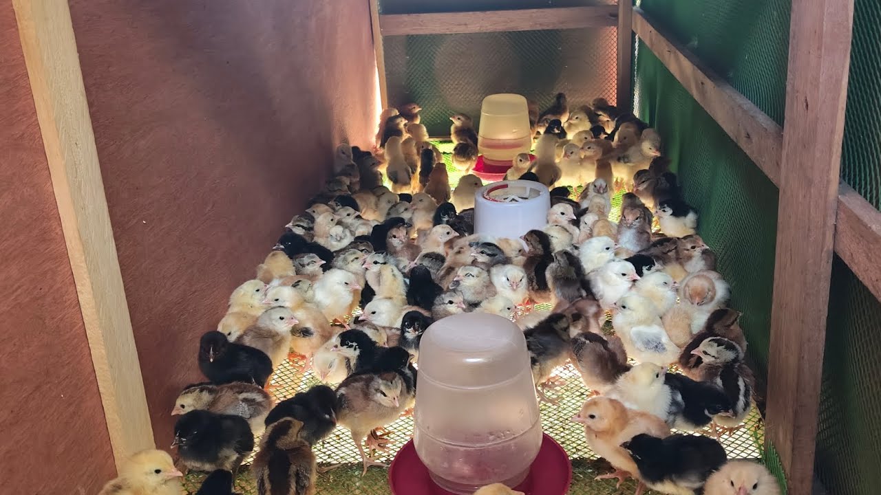 2nd batch National (feb 7) born