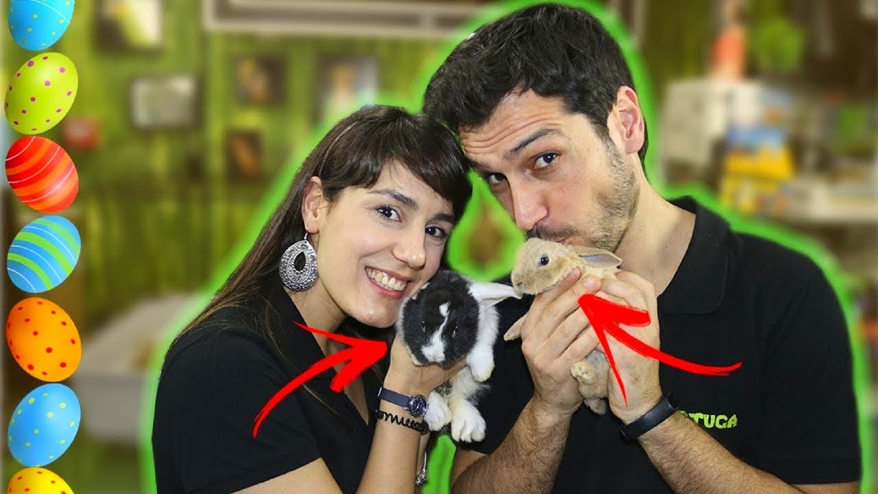 COMO MANTER UM COELHO ! ESPECIAL PÁSCOA !