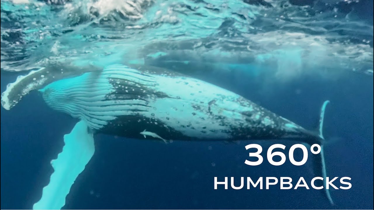 360° Humpbacks #3