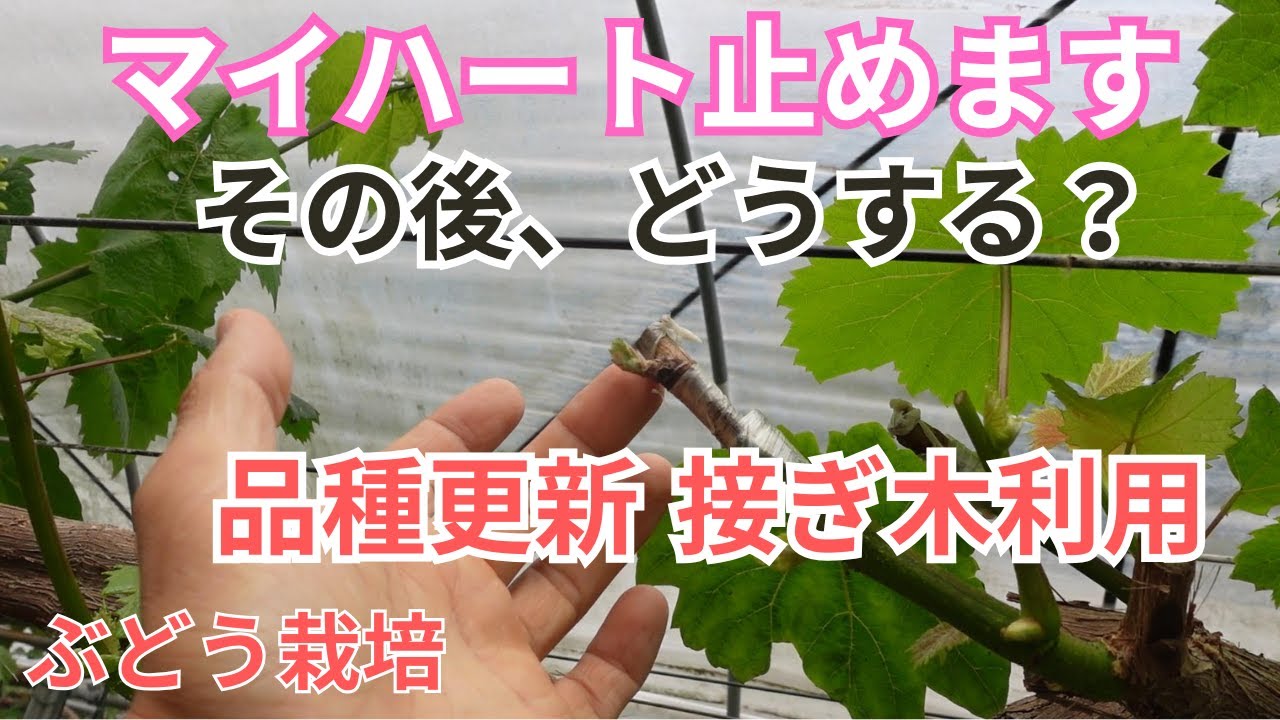 「マイハート止めます」ぶどう栽培、途中で他の品種に更新します。ぶどうの高接ぎです。
