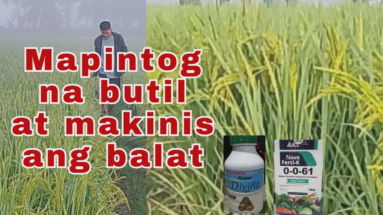 Magandang Timing Pagspray Ng Fungicide at Folliar Fertilizer | Longping 2096 | @agrisikap