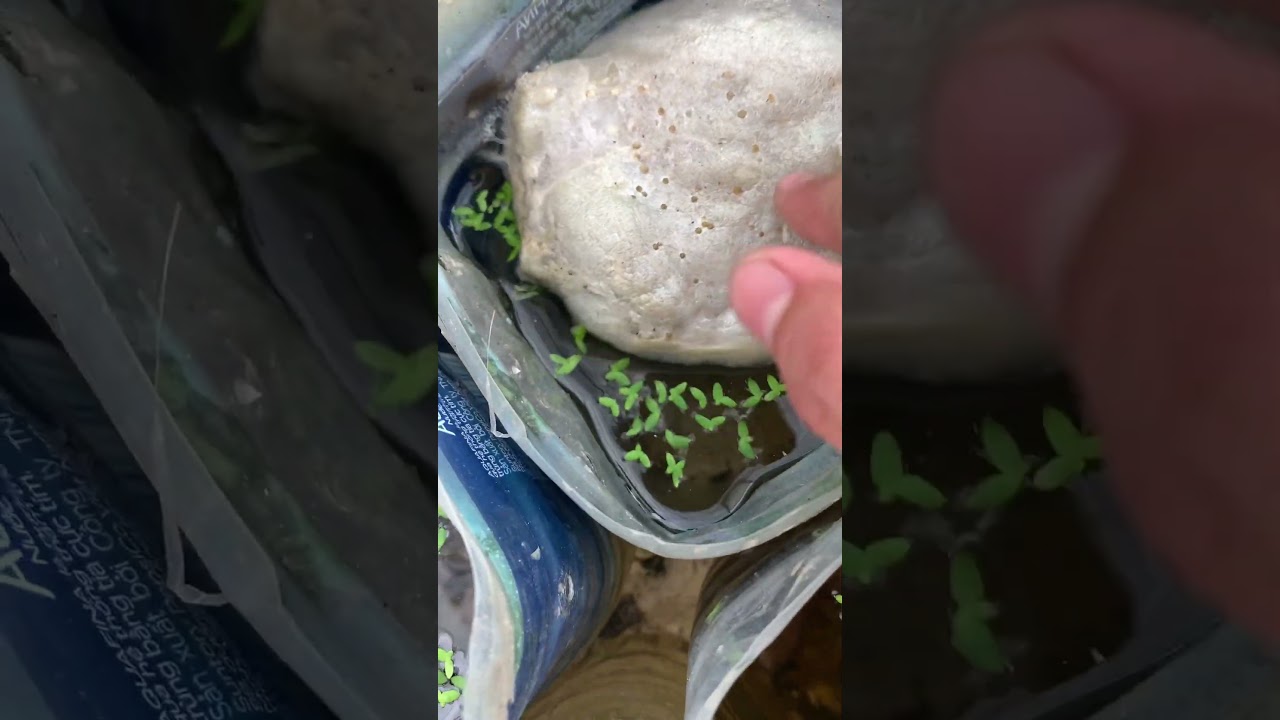 The bubble nest of a female betta fish is super 😱giant#bettafishtank #betta