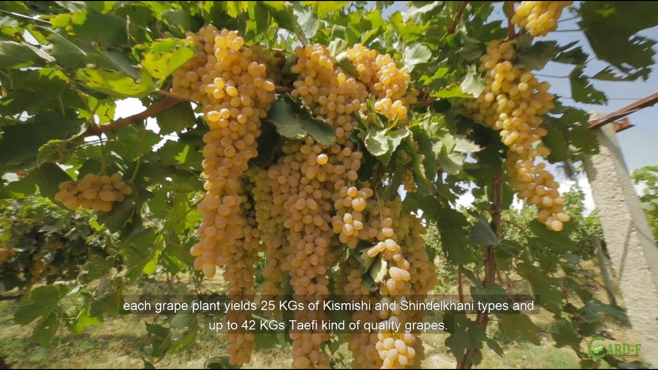 Grapes Value Chain in Afghanistan