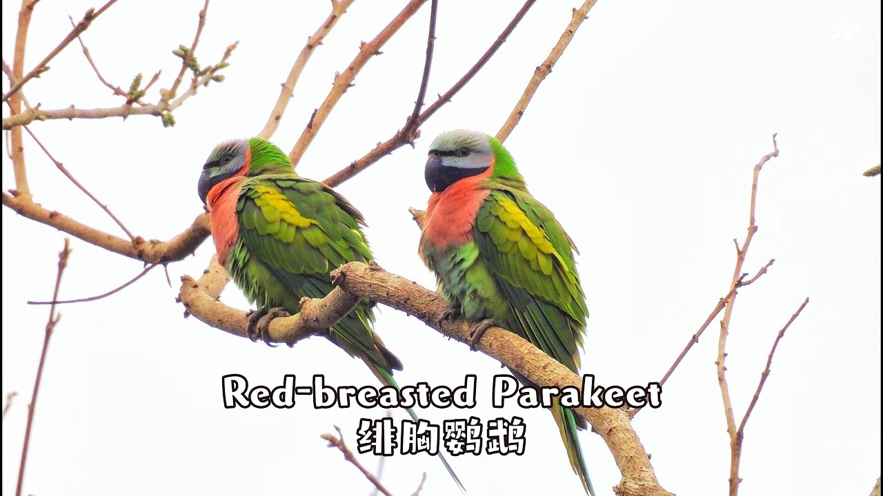 Red-breasted Parakeet