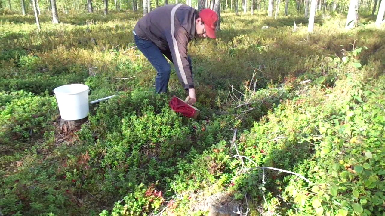 Ämpäri täyteen puolukoita 15 minuutissa.