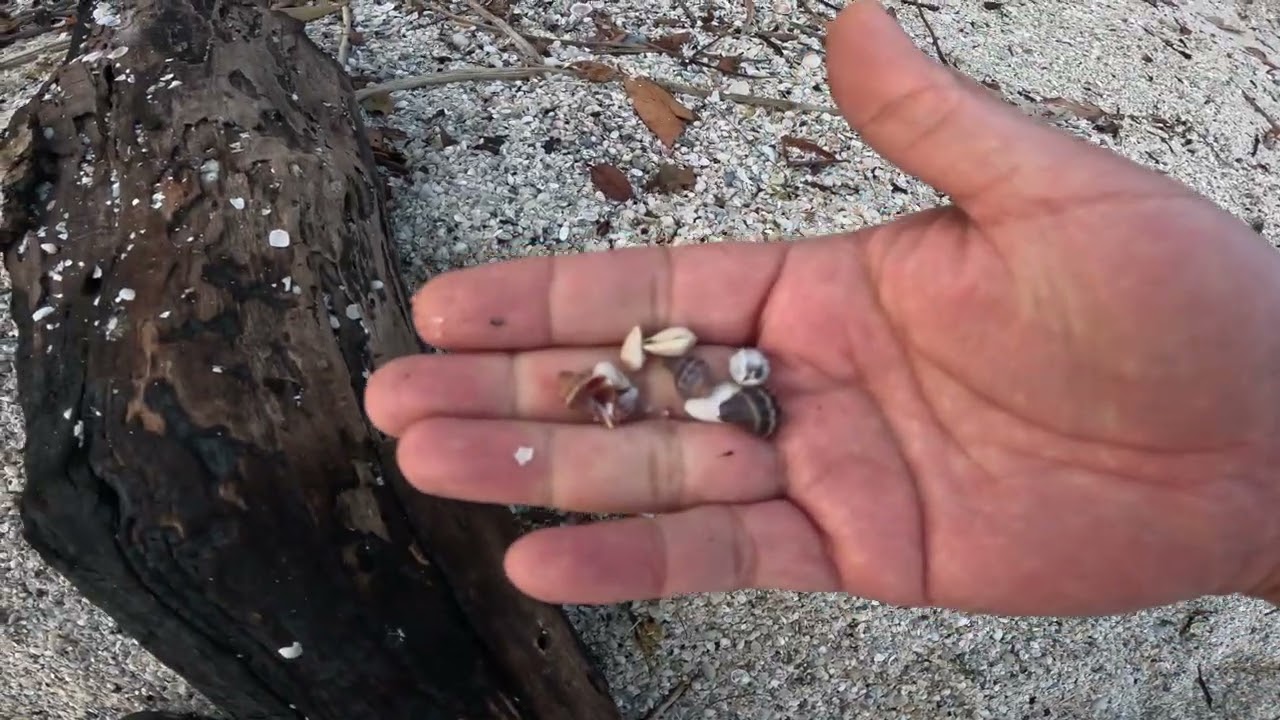 Feb 11, 2026 Banana River FL mini-shelling 01