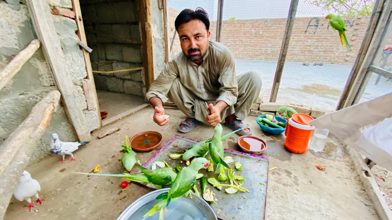 Raw parrots Garmi main apna favourite food Enjoy krty hovy ♥️🦜