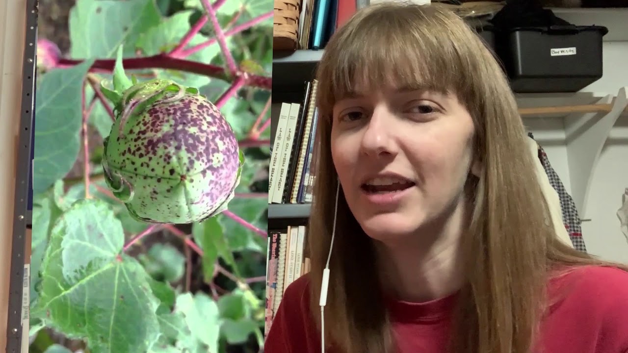 Plug into History: the Cotton Plant