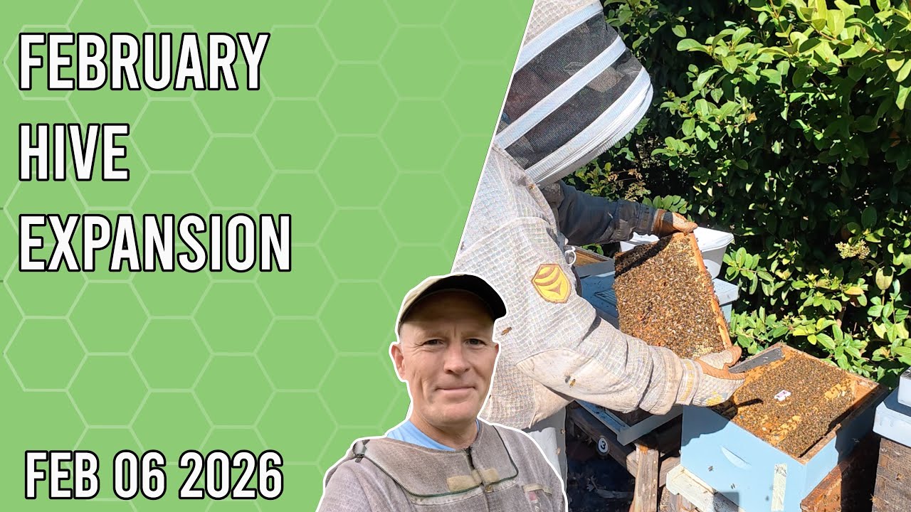 February Hive Expansion - Jacksonville FL Zone 9b