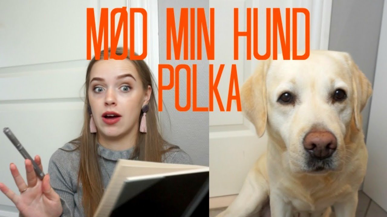 HVIS HUNDE SKULLE TIL JOBSAMTALE