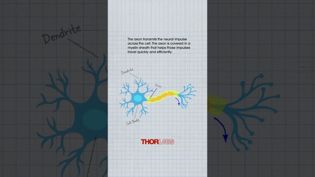The Structure of a Neuron