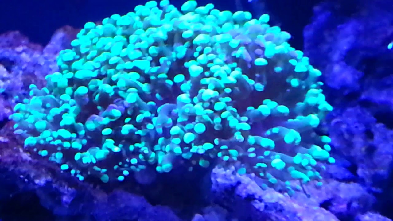 Day 42 reef Jebao Al-150 update