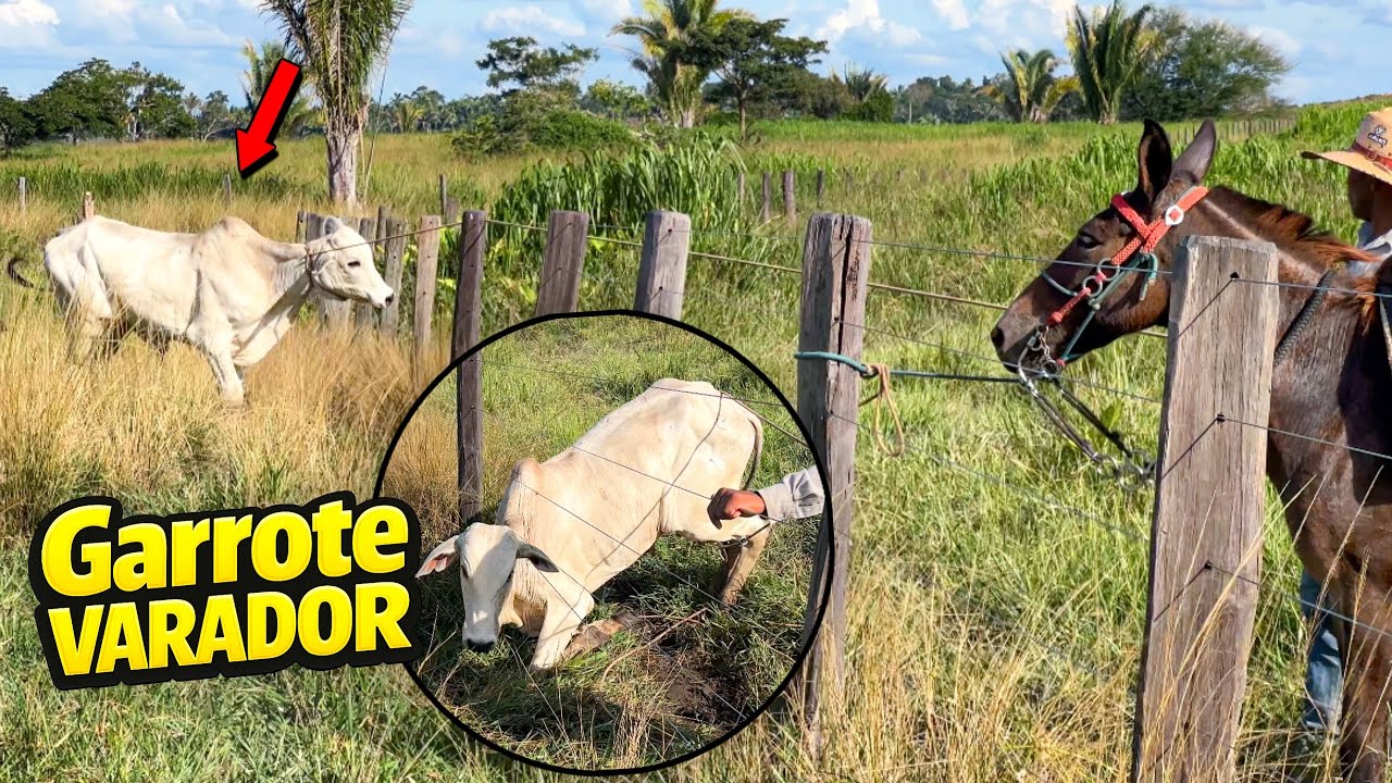 GARROTE VARADOR na Cerca e Manejo no Fundo da Fazenda