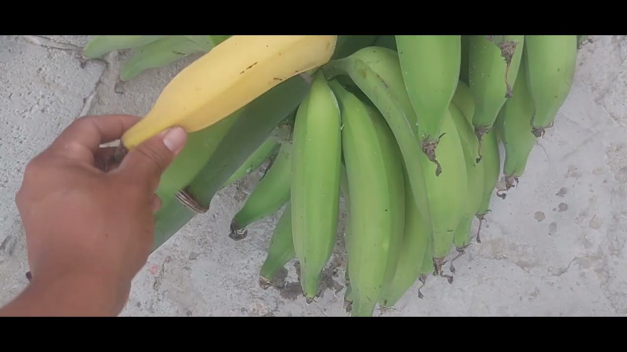 COSECHE UN RACIMO DE PLATANO ARTÓN PARA LA NAVIDAD 