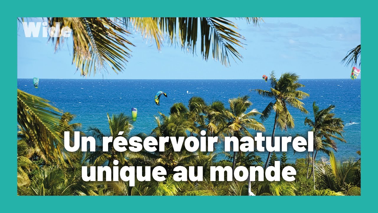 L'île qui abrite la plus grande diversité biologique au monde I WIDE