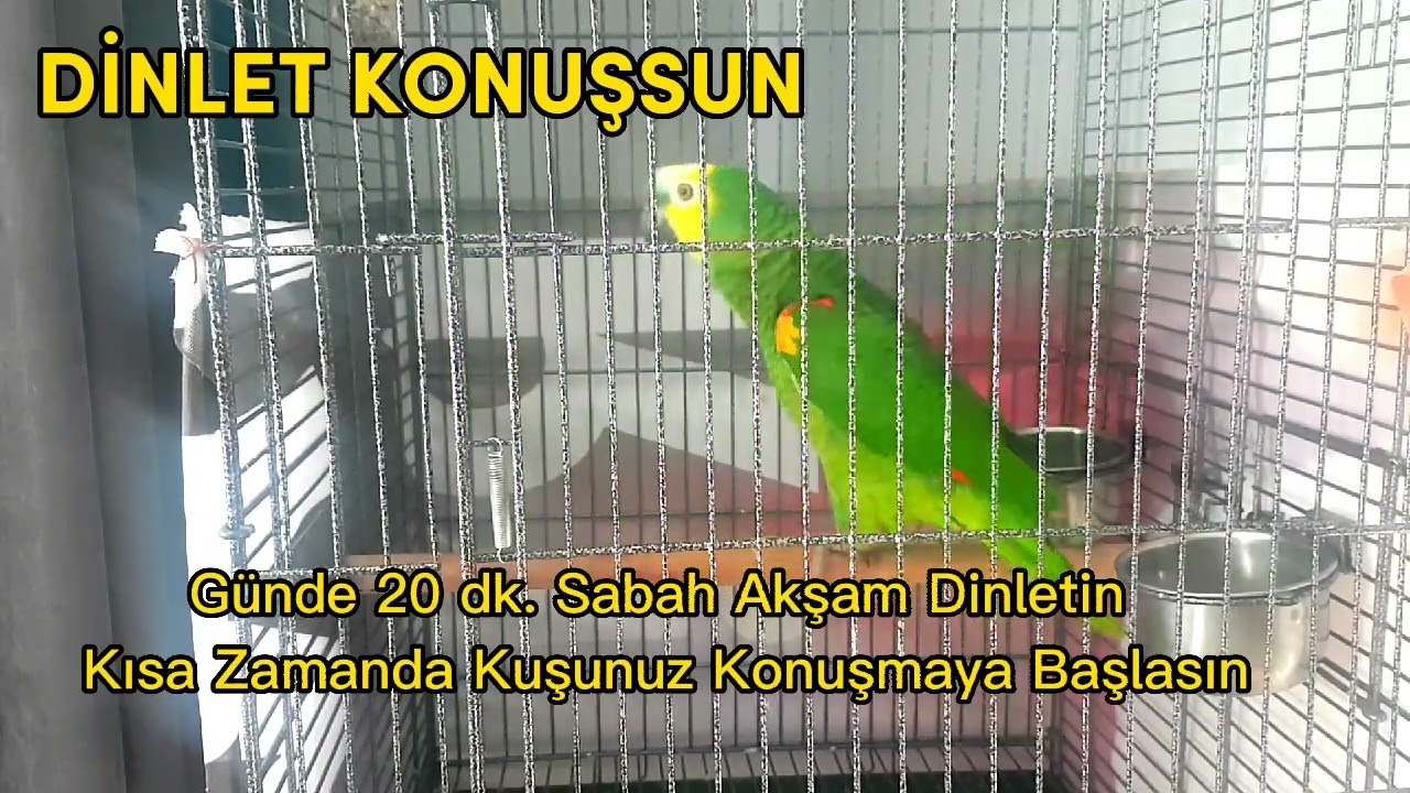 En Etkili Papağan Konuşturma Yöntemi | Kuşlarınızı Dillendirme Zamanı Geldi !