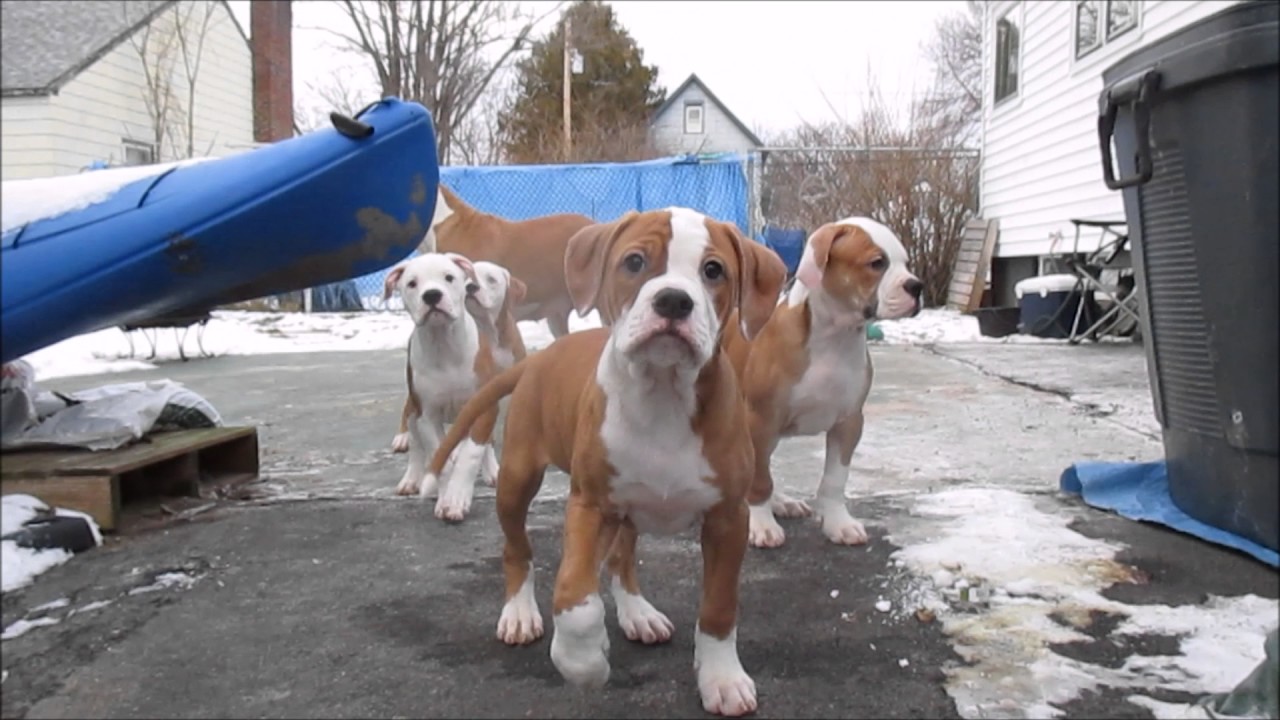 American Bulldogs puppies cny
