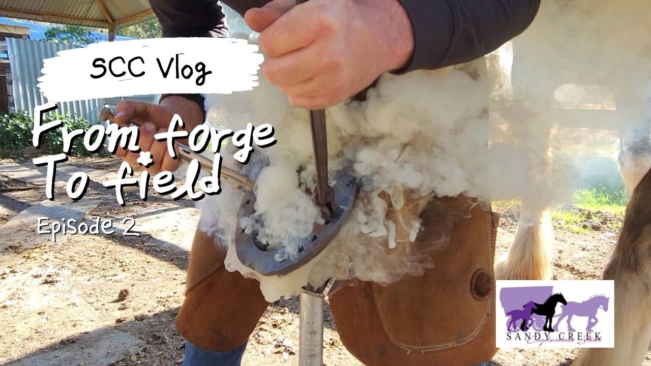 From Forge to Field: Making and Fitting Horse Shoes on our Farm - Sandy Creek Clydesdales Maldon