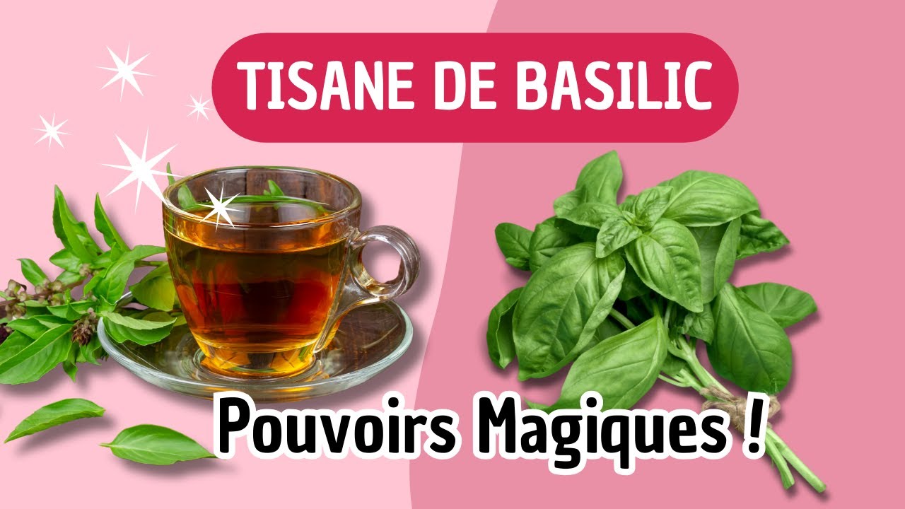 Pourquoi Boire la Tisane de Basilic Change-t-il la Vie ?