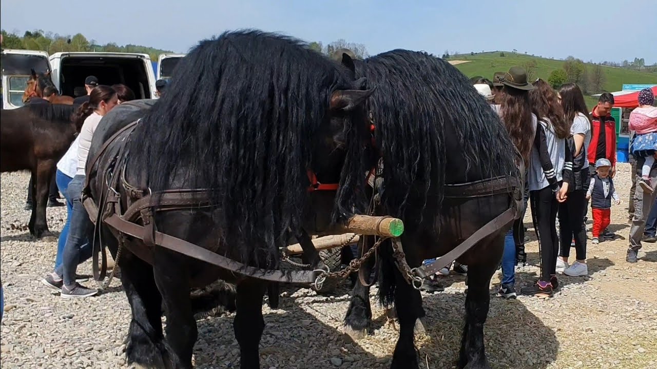 ‼️NOU‼️TÂRG EXPOZIȚIONAL‼️BARCANI -COVASNA ‼️