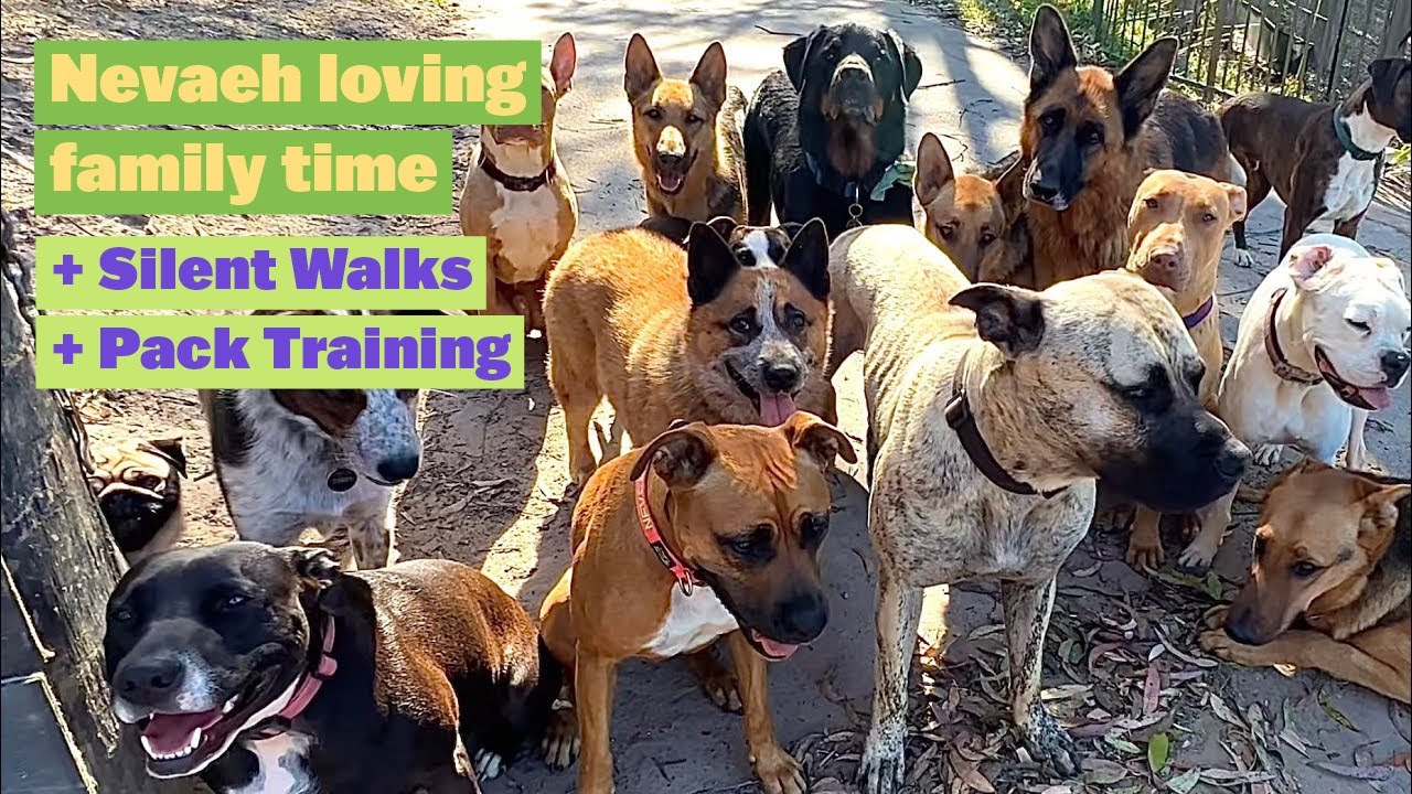 Shelter Dogs being Trained for Adoption