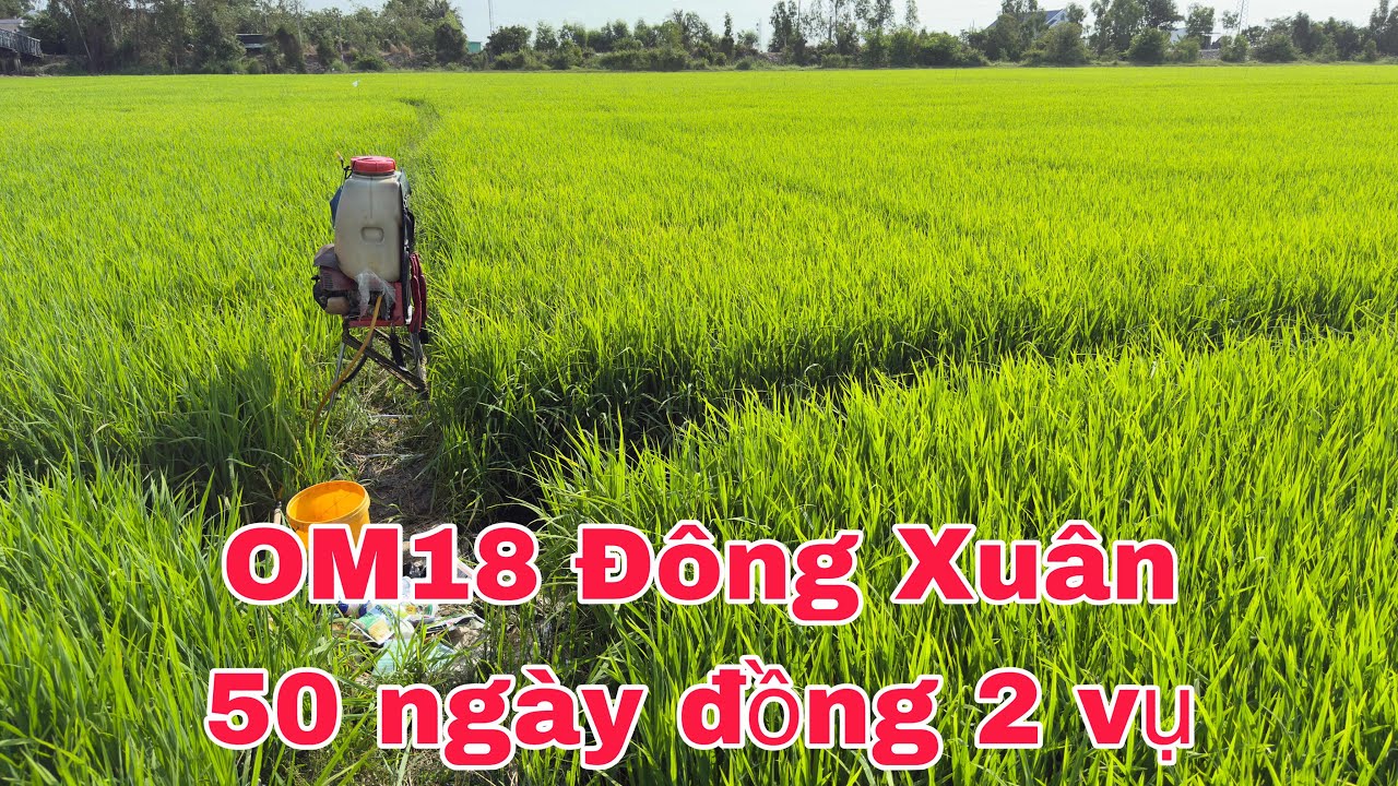 Lúa Đông Xuân 50 ngày quản lý sâu bệnh hiệu quả 